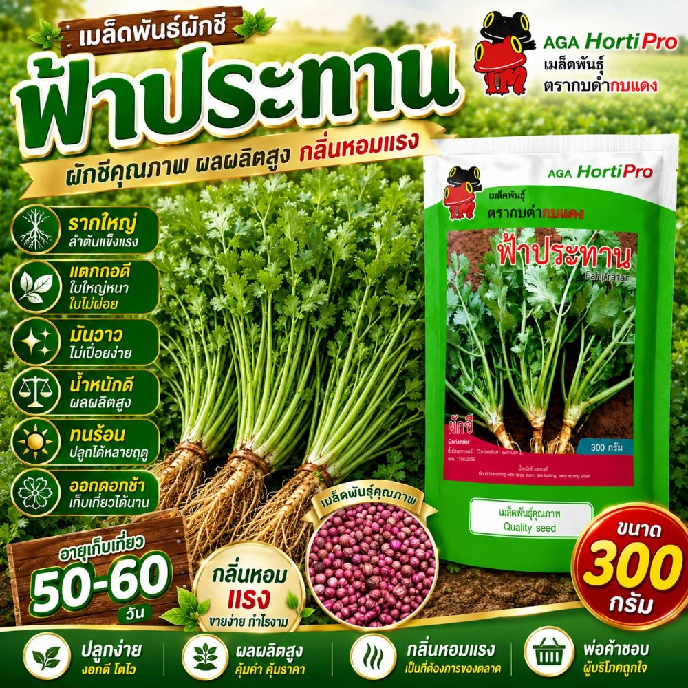 เมล็ดพันธุ์ผักชีฟ้าประทาน (AGA) ขนาด 300 กรัม